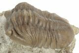 Asaphus Expansus Trilobite - Russia #191051-3